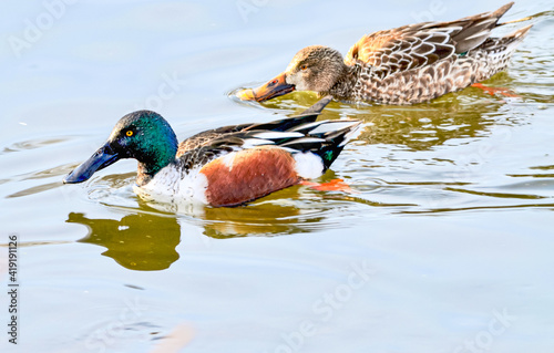 Northern shoveler (Spatula clypeata) breeding pair swimming and feeding.  Copy space.    Setauket Millpond,  Setauket, NY 
 photo