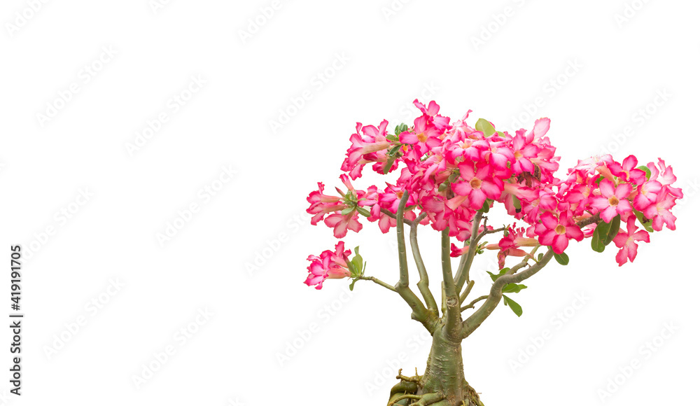 Impala lily Impala lily