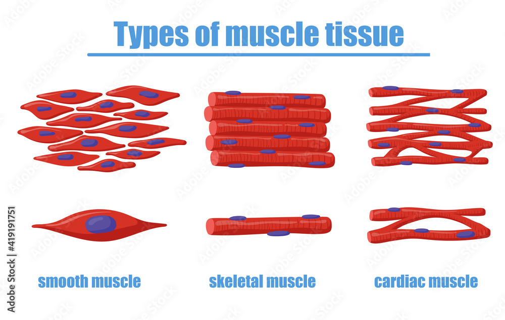 Different types of muscle tissue vector illustration. Smooth, skeletal and  cardiac muscles of human body. Can be used for anatomy, biology, education,  science concept Stock Vector | Adobe Stock