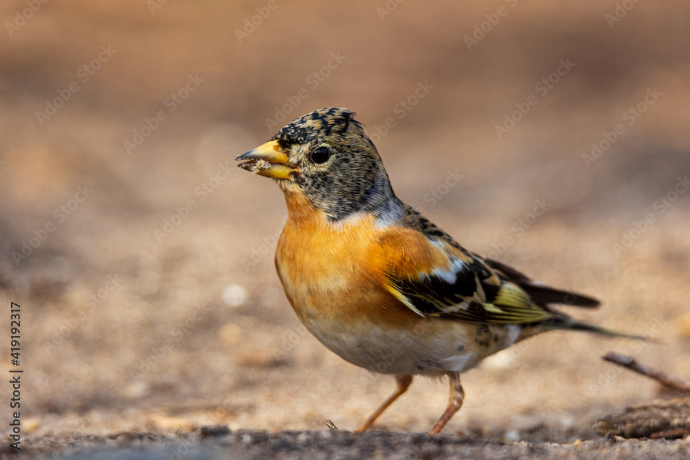 Close up of a Brambling on forest ground Close up of a Brambling on forest ground