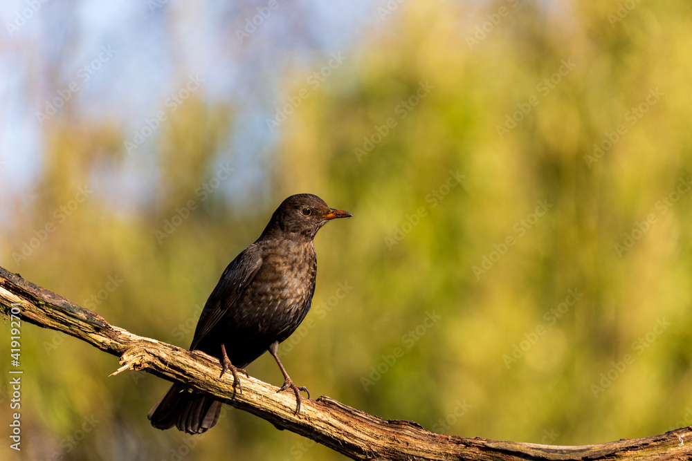 Female common blackbird on a tree branch Female common blackbird on a tree branch