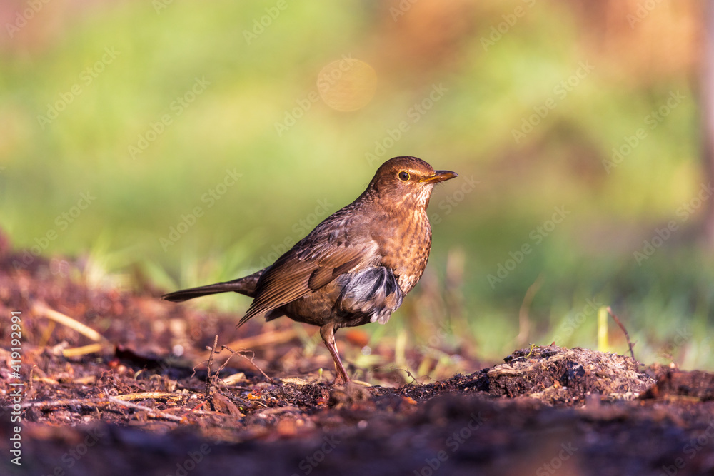Female common blackbird on forest ground Female common blackbird on forest ground