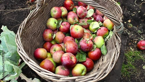 Apple harvest. Basket of apples.