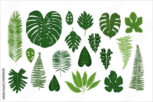 Poster tropical green leaves on a white background. Jungle Exotic plants. Ferns, monstera, palm trees