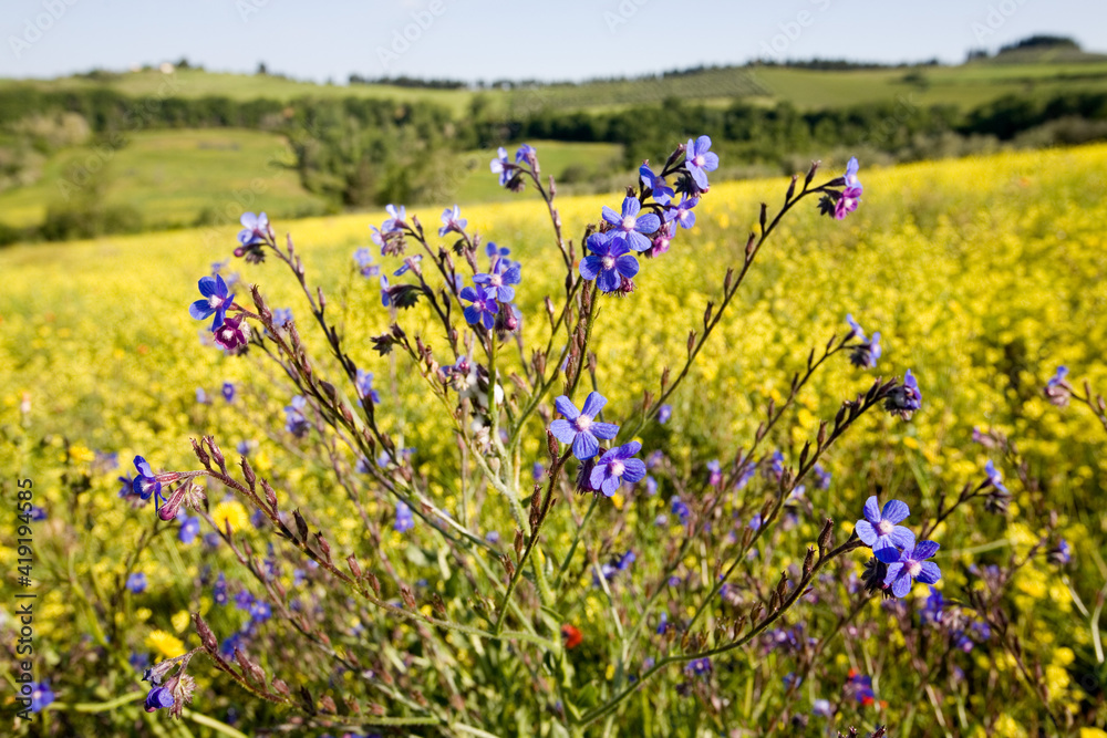 Anchusa plant in bloom in a meadow covered with yellow black mustard flowers on the hills of Tuscany Anchusa plant in bloom in a meadow covered with yellow black mustard flowers on the hills of Tuscany