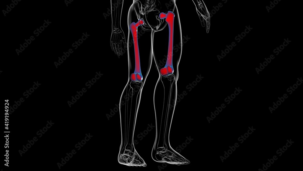 Human skeleton anatomy Femur Bone 3D Rendering Human skeleton anatomy Femur Bone 3D Rendering