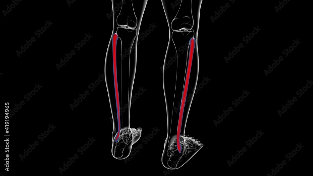 Human skeleton anatomy Fibula Bone 3D Rendering Human skeleton anatomy Fibula Bone 3D Rendering