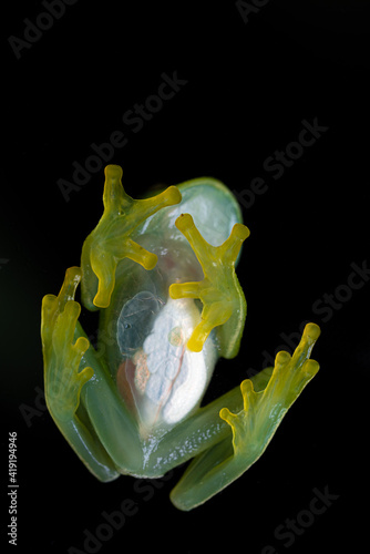 Fleischmann's Glassfrog (Hyalinobatrachium Fleischmanni) - San Jose de la Montana, Costa Rica