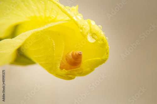 Caramujo sobre uma flor amarela de quiabo. photo