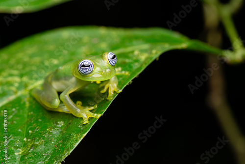 Ghost Glassfrog (Sachatamia ilex) - Sarapiqui, Costa Rica