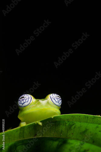 Ghost Glassfrog (Sachatamia ilex) - Sarapiqui, Costa Rica photo