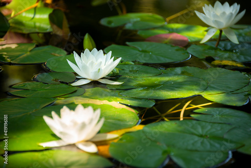 Beautiful white water lily or lotus flower in pond
