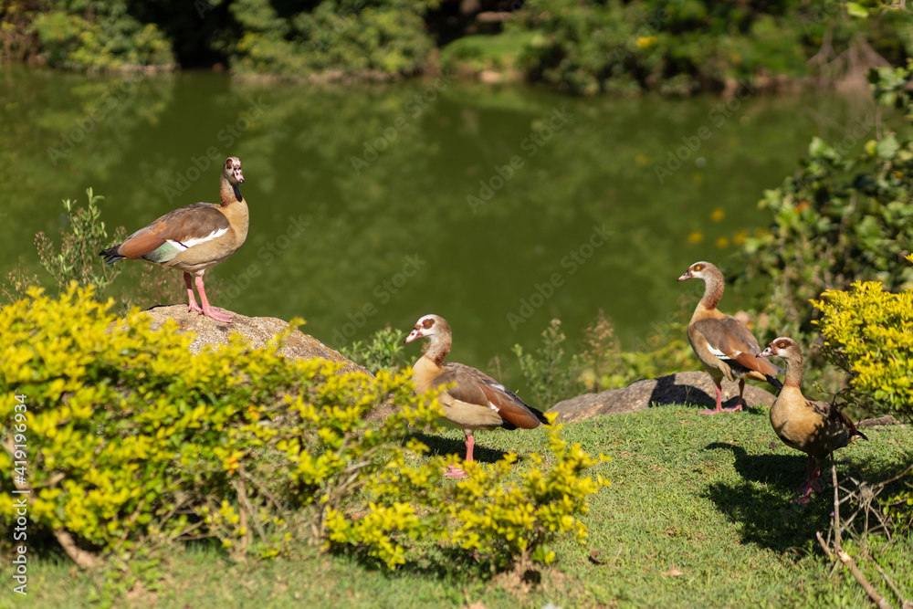 Ducks beside the lake on sunny day, Sao Paulo, Brazil Ducks beside the lake on sunny day, Sao Paulo, Brazil