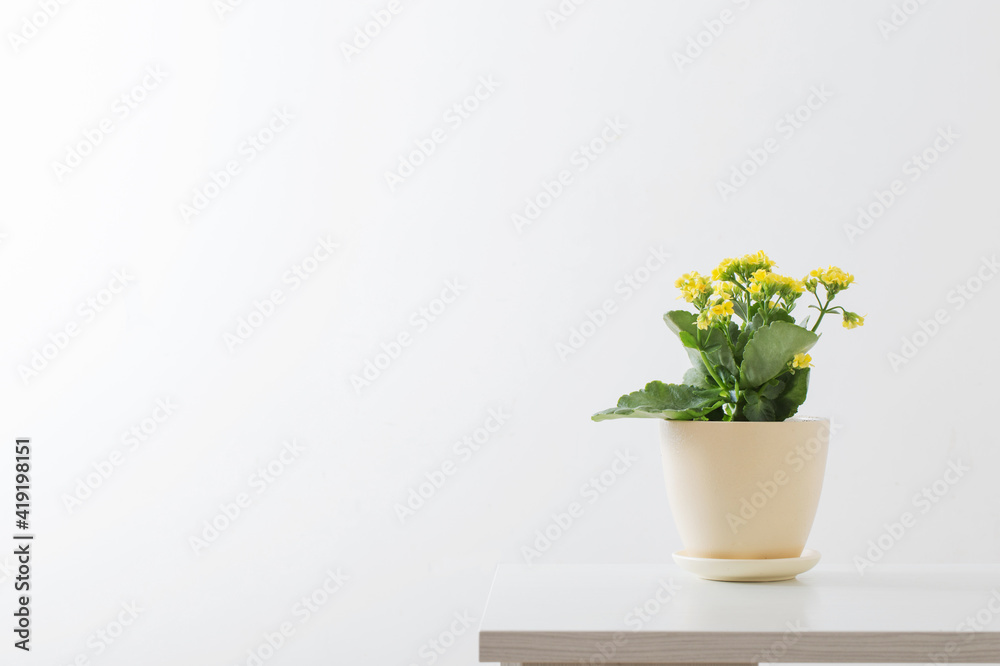 yellow kalanchoe in flower pot on white background