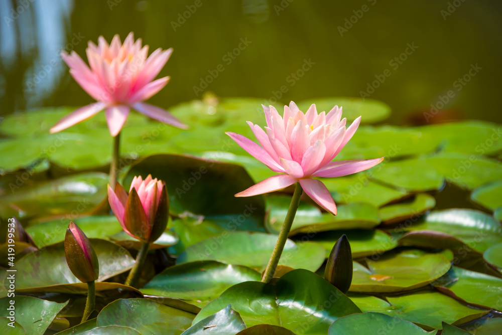 Beautiful pink water lily or lotus flower in pond
