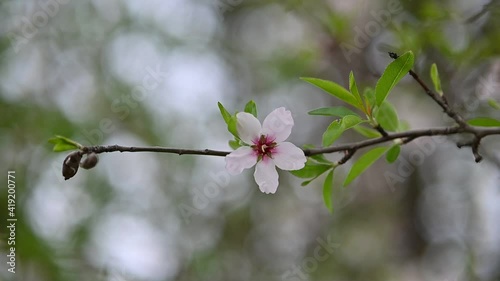 Flor de almendro con fondo desenfocado en Los Velez, Almeria, España