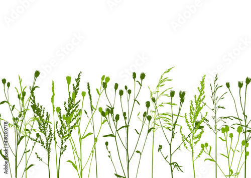 Natural herbs - border with wild growing grass - herbal silhouettes on white background - design element for summer and spring