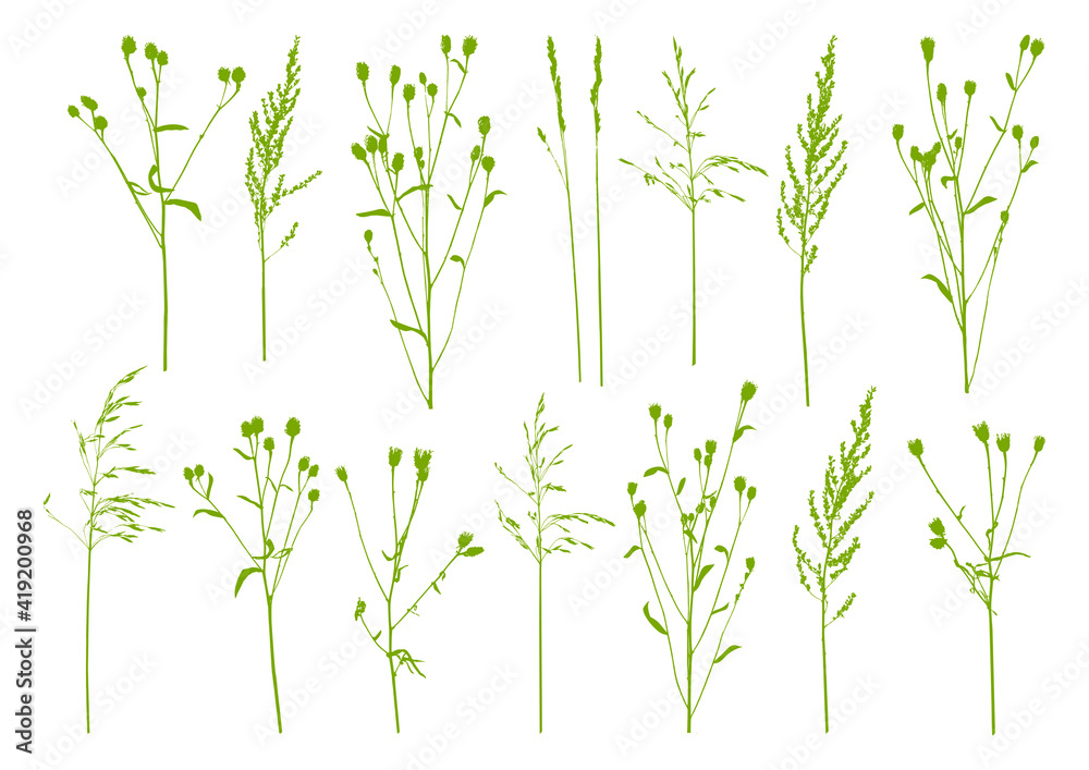 Natural herbs isolated on white - set of herbal silhouettes - green grass - elements for summer and spring design Natural herbs isolated on white - set of herbal silhouettes - green grass - elements for summer and spring design