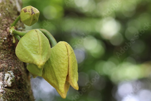 macro verde green bokeh 