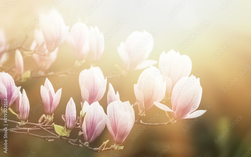 Fototapeta premium Magnolia flowers background