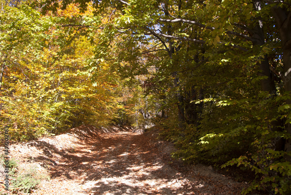 path in autumn forest, entrance to autumn, beautiful carpathian nature path in autumn forest, entrance to autumn, beautiful carpathian nature