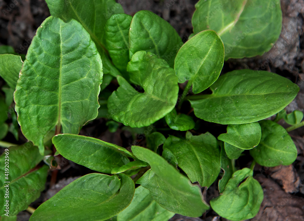 Green fresh sorrel leaves in the garden Green fresh sorrel leaves in the garden