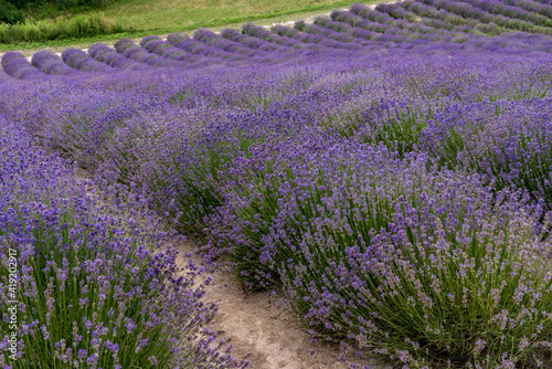 lavender field landscape in full summer bloom, banner framing