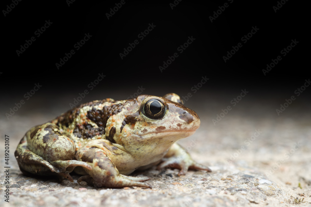 Common Spadefoot Toad (Pelobates fuscus) - Rheinland Pfalz, Germany Common Spadefoot Toad (Pelobates fuscus) - Rheinland Pfalz, Germany