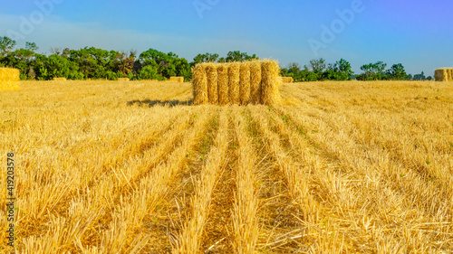 Bale of hay. agriculture farm and farming symbol of harvest time with dried grass straw as a bundled tied haystack. Hey bale. Farming with the sky. Rural nature in farmlands. Straw in the meadow.