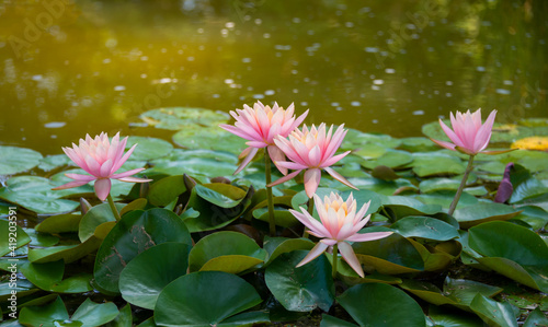 Beautiful pink water lily or lotus flower in pond