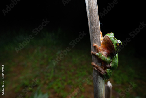 European Treefrog (Hyla arborea) - Rheinland Pfalz, Germany