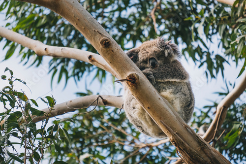 Canvas Print Sleeping koala on a eucalyptus tree at Tower Hill Wildlife Reserve, Victoria, Au