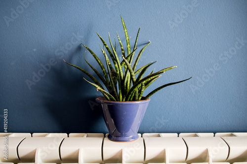 Photography Blue flowerpot on a radiator