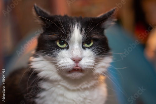 Funny cat stuck out his tongue  © Artur Kiselev