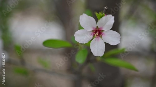 Flor de almendro con fondo desenfocado en Los Velez, Almeria, España