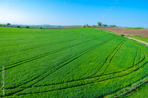 green sown field with sky