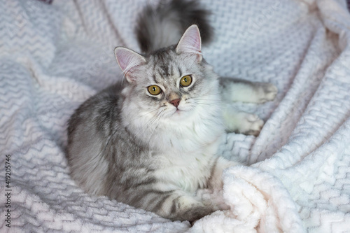 A very beautiful, white kitten of the Scottish breed with brown eyes. He lying on a white blanket, on the bed and looks at you. Soft focus.