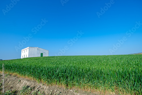 green sown field with sky