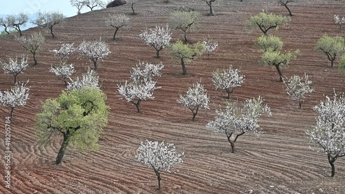 Paisaje con almendros en flor en la comarca de Los Velez en Almería, España