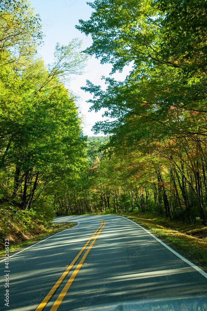 Obraz premium road in the woods