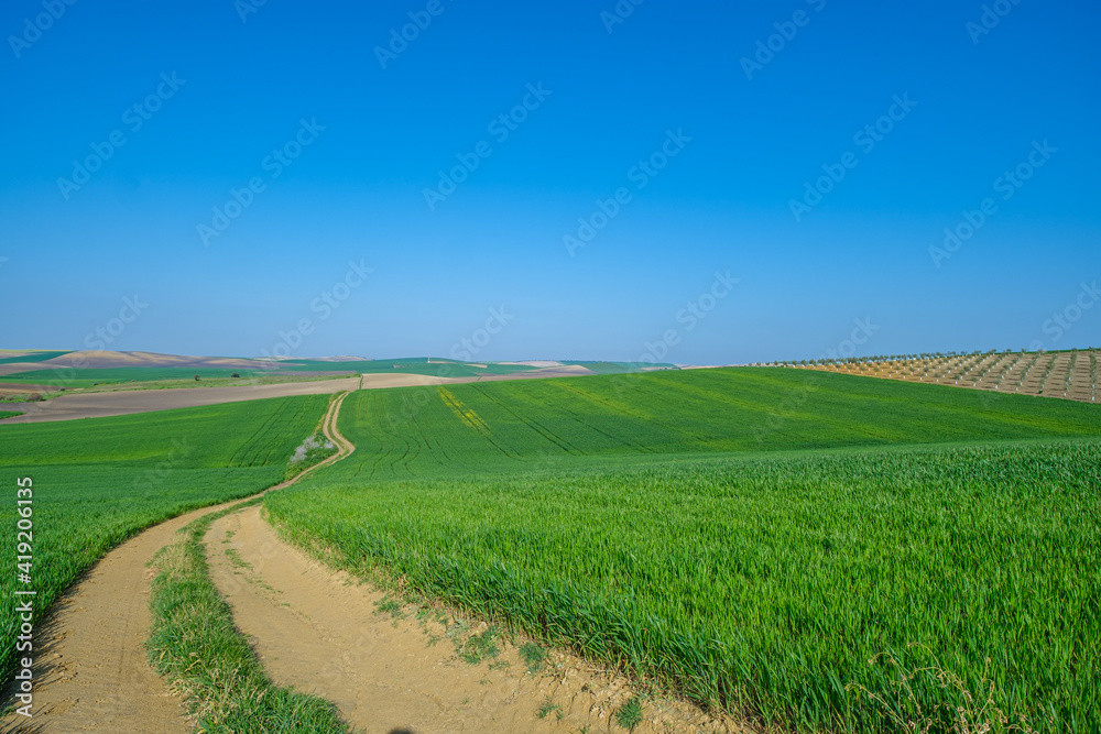 green sown field with sky