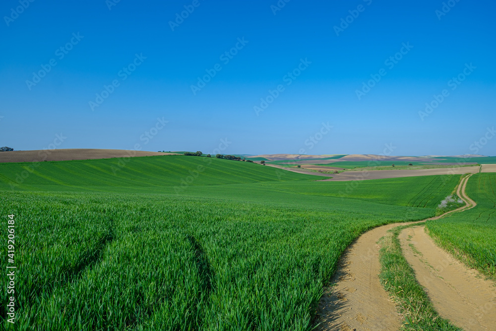 Fototapeta premium green sown field with sky
