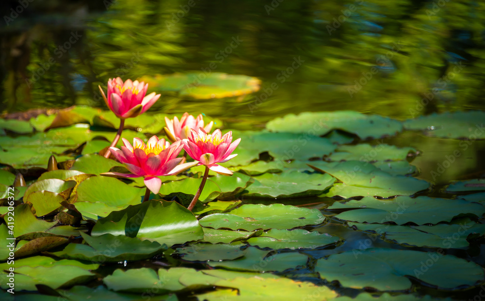 Beautiful pink water lily or lotus flower in pond Beautiful pink water lily or lotus flower in pond