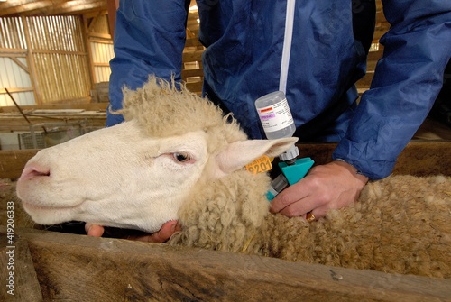 Vaccination mouton contre la fièvre catarrhale ovine (FCO) dans un couloir de contention