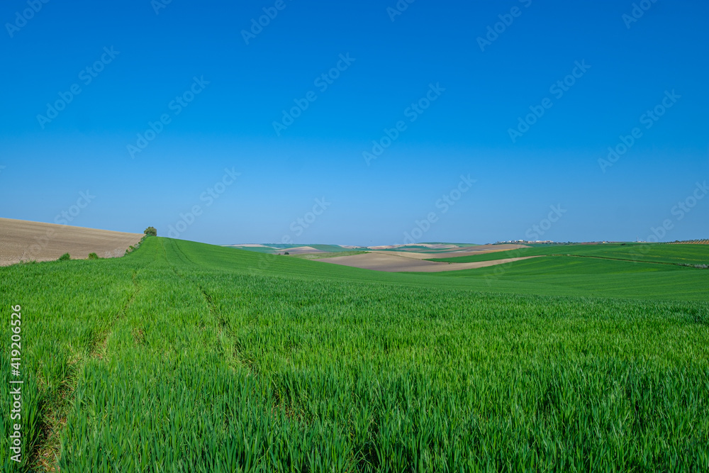 green sown field with sky
