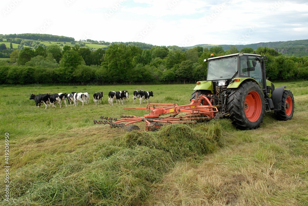 Tracteur dans une prairie, andainage. Troupeau de vaches prim holstein en arrière plan Tracteur dans une prairie, andainage. Troupeau de vaches prim holstein en arrière plan