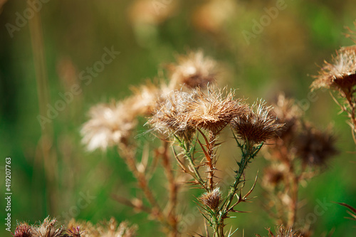 Dried wildflower bud, background blurred
