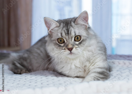 A very beautiful, white kitten of the Scottish breed with brown eyes. He lies thereon the bed on a white blanket and looks on you. Highlandstright. Wallpaper, postcard, puzzle, notebook. Soft focus.