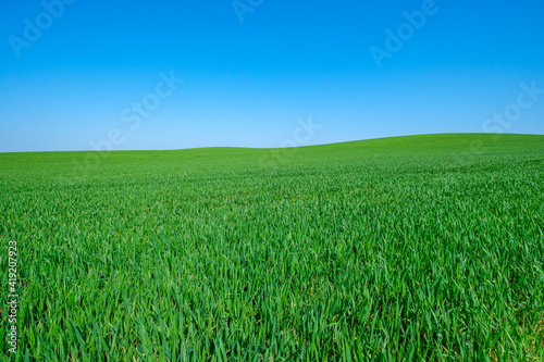 green sown field with sky