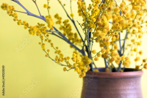 Branches of a blooming yellow mimosa in a brown clay vase. Beautiful spring bouquet in the interior, yellow background. Acacia pycnantha. Congratulations for Mother's Day, Easter, Birthday, March 8.